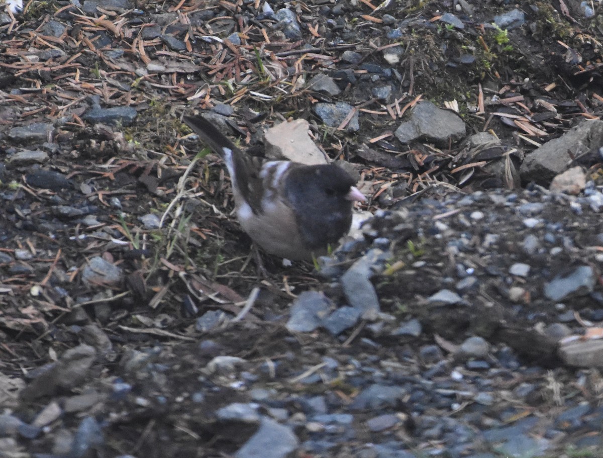 strnadec zimní - ML633673489