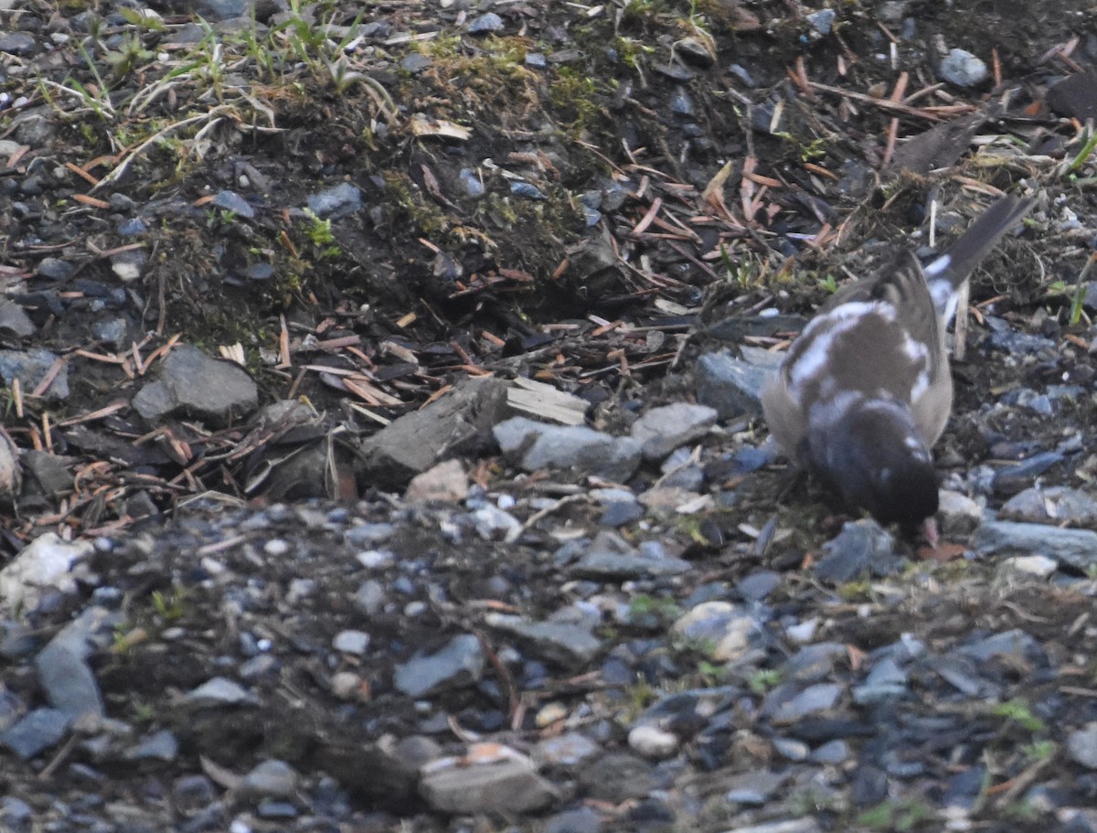 strnadec zimní - ML633673490