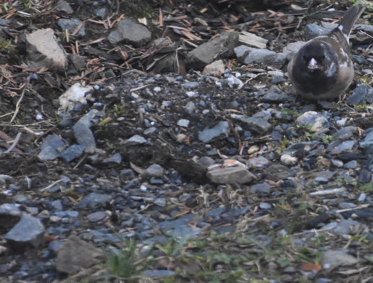 strnadec zimní - ML633673491