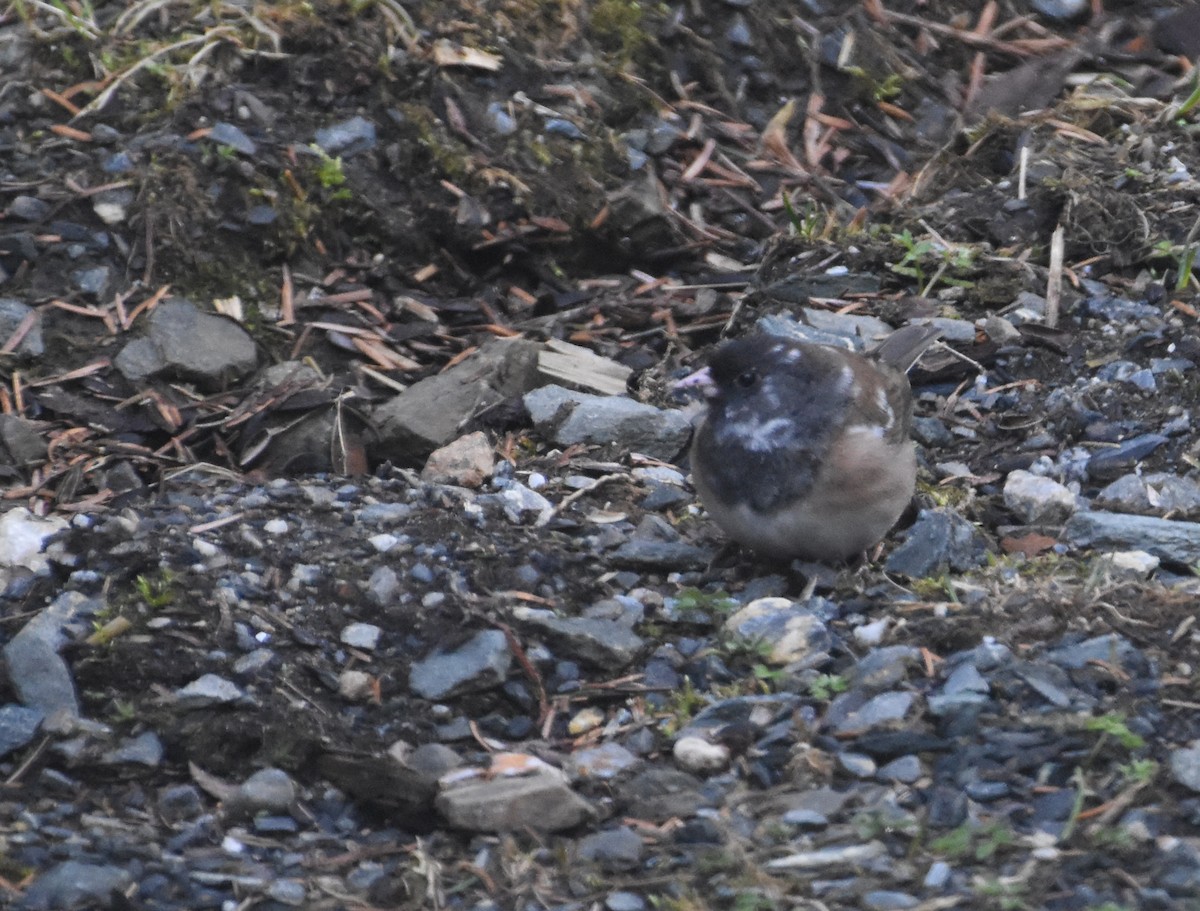 strnadec zimní - ML633673492