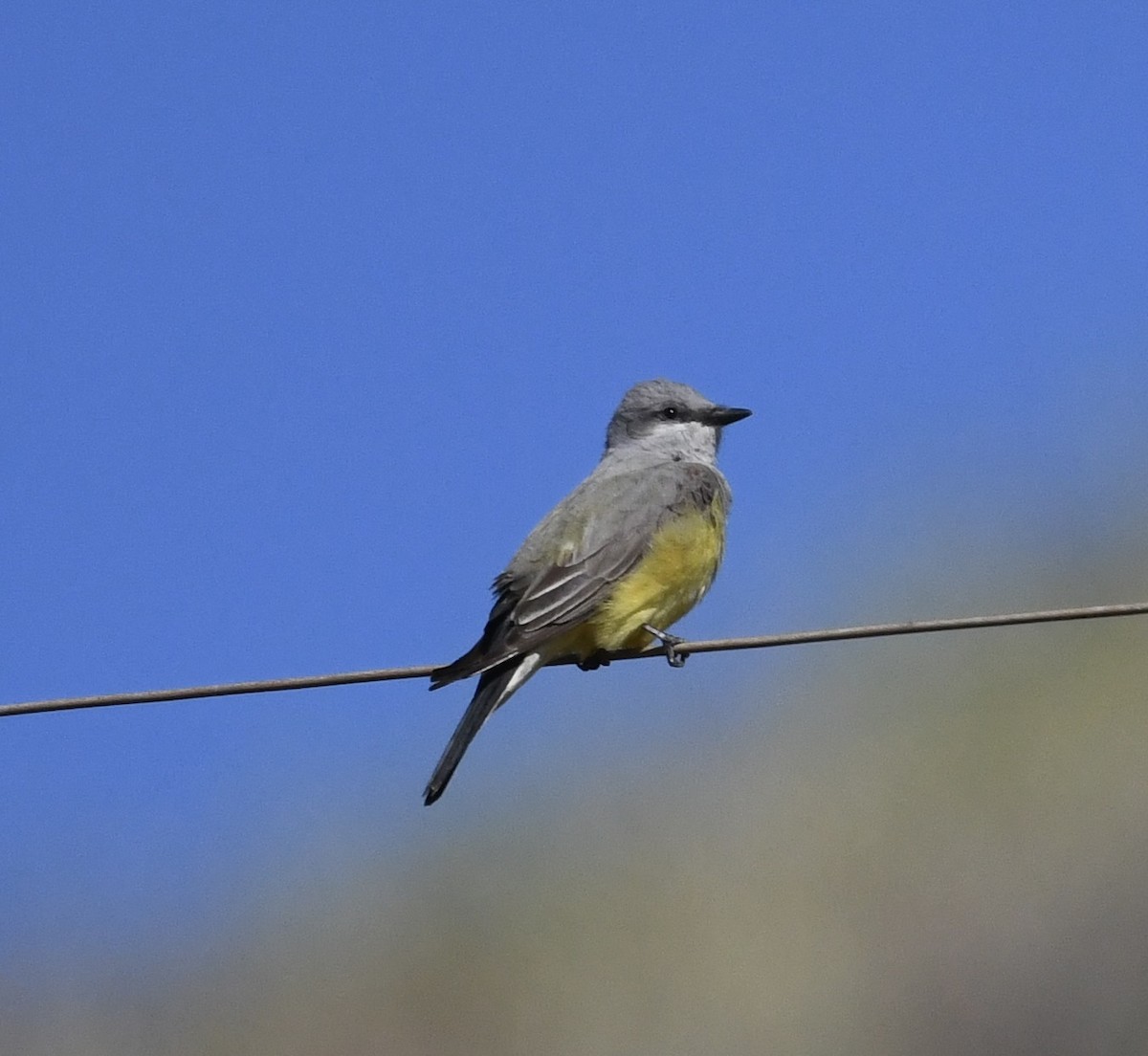 Western Kingbird - ML633673508