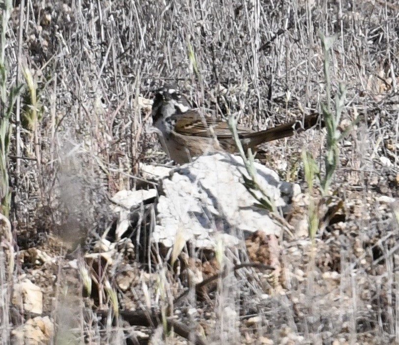 Bell's Sparrow - ML633673526