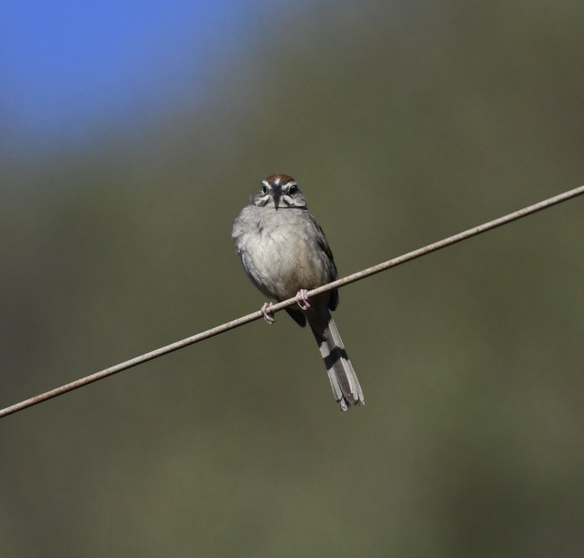 Rufous-crowned Sparrow - ML633673580