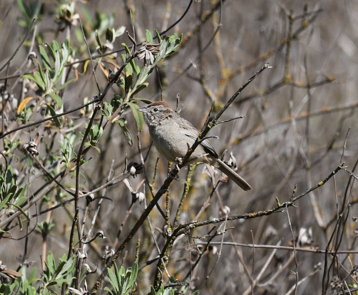 Rufous-crowned Sparrow - ML633673581