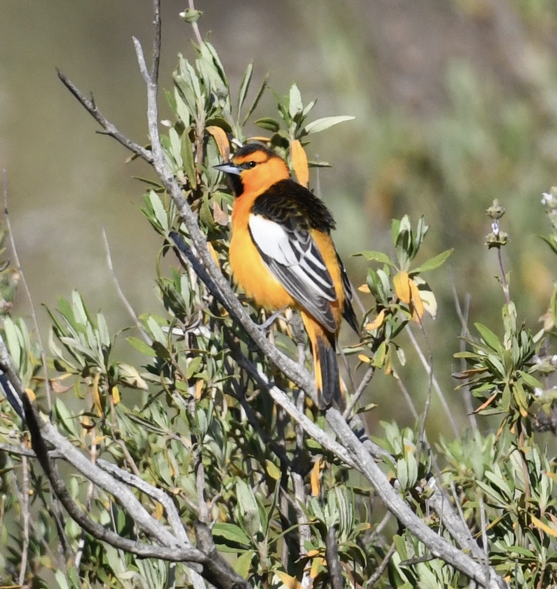 Bullock's Oriole - ML633673593