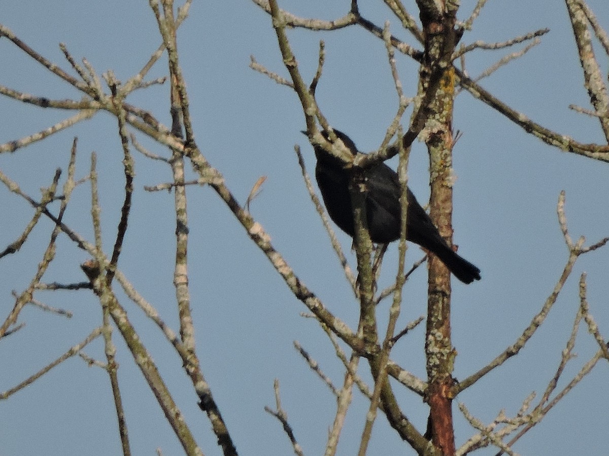Rusty Blackbird - ML633673597