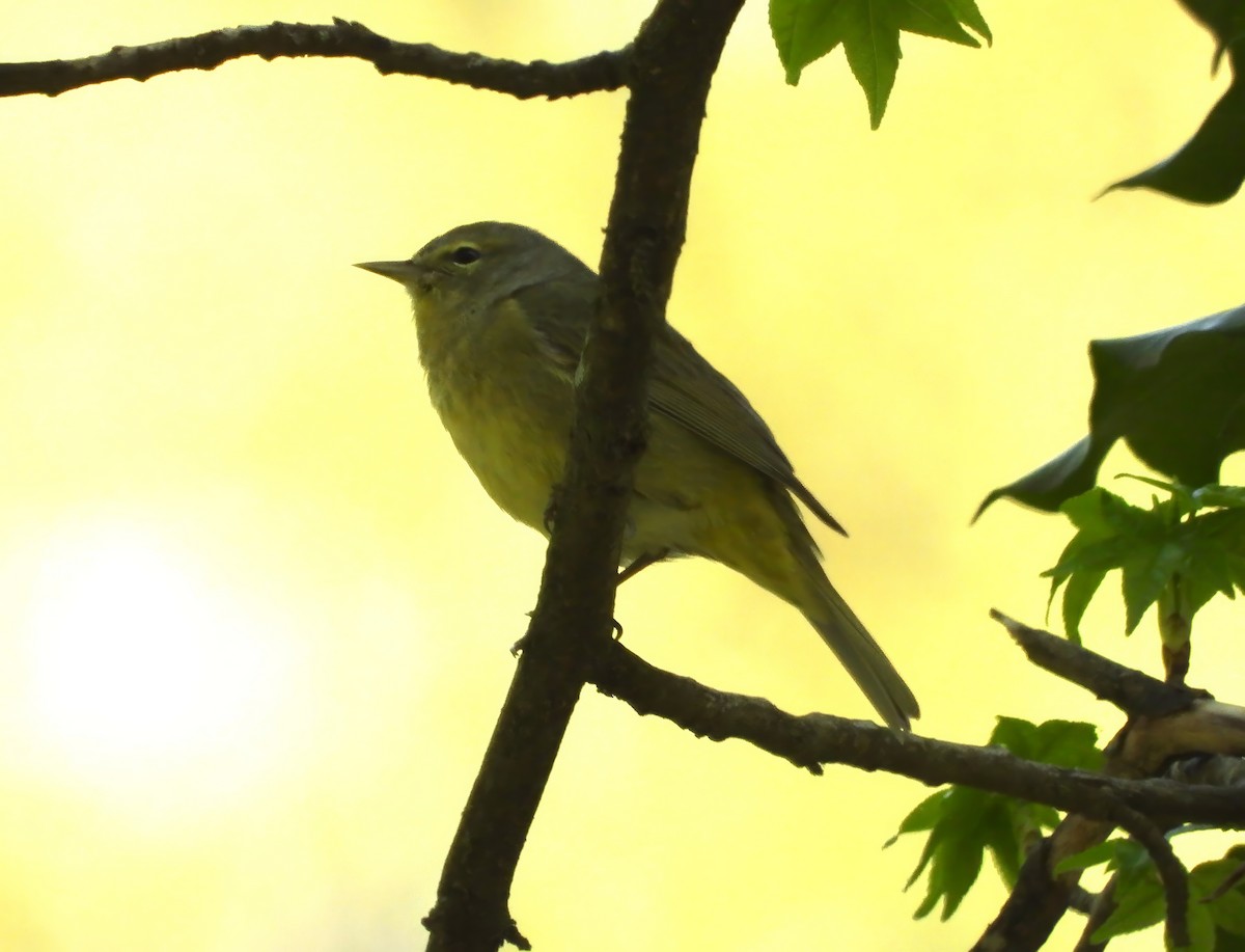 Червоїд оливковий - ML633673628