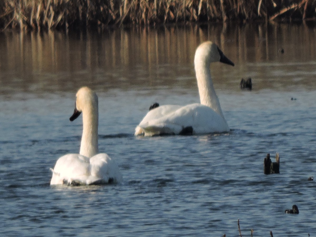 Trumpeter Swan - ML633673703