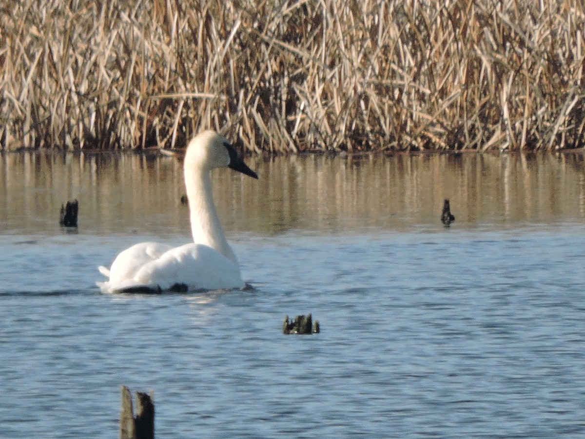 Trumpeter Swan - ML633673704