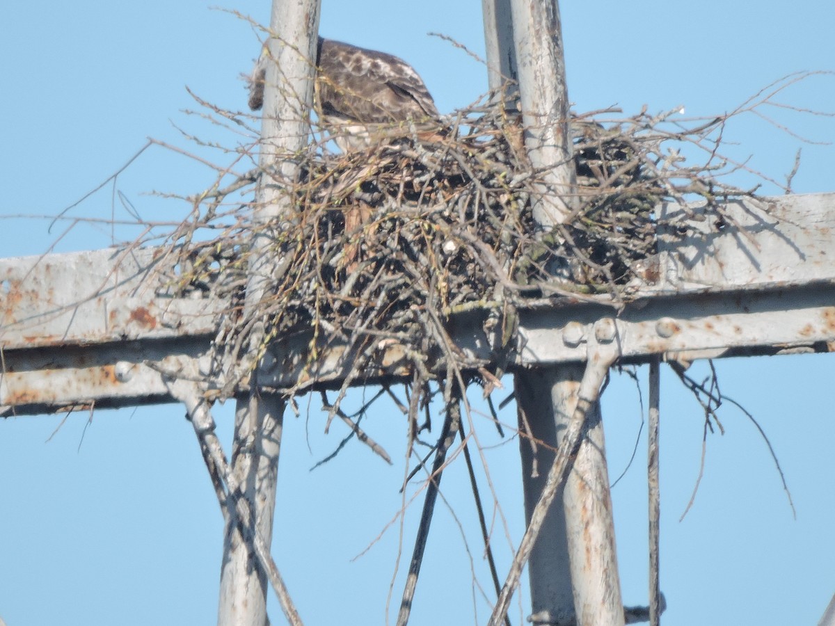 Red-tailed Hawk - ML633673754