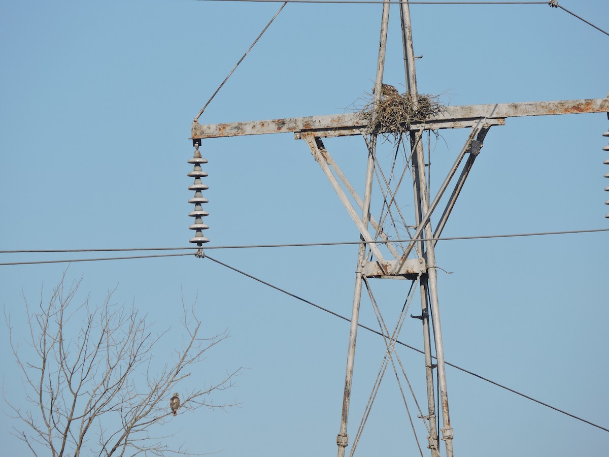 Red-tailed Hawk - ML633673755