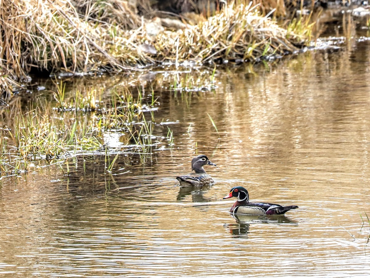 Wood Duck - ML633673835
