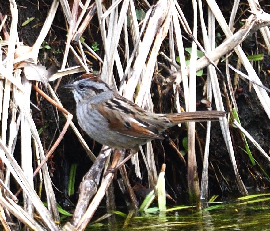 Swamp Sparrow - ML633673914