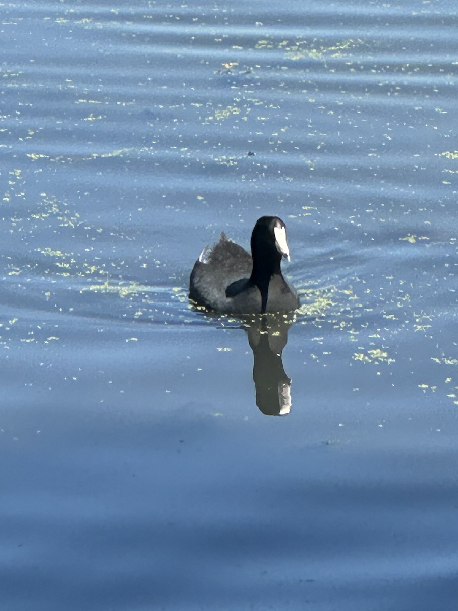 American Coot - ML633673987