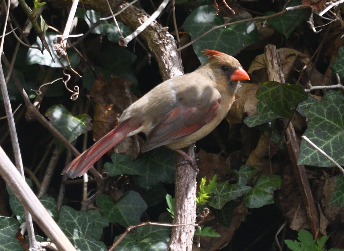 קרדינל צפוני - ML633673996