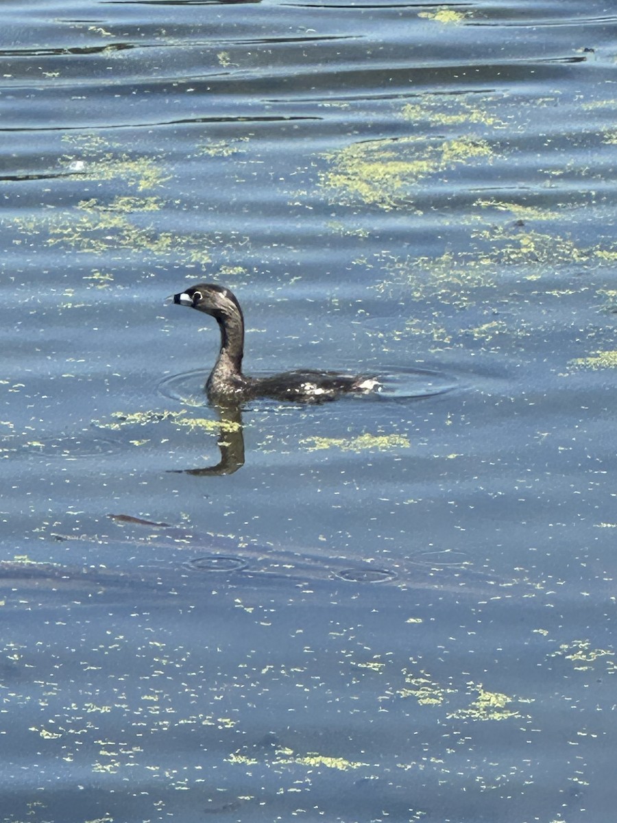 Pied-billed Grebe - ML633674015