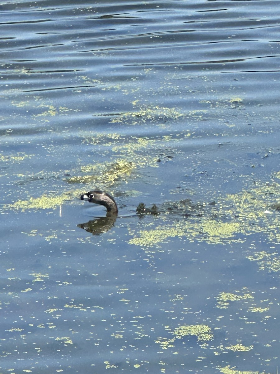 Pied-billed Grebe - ML633674016