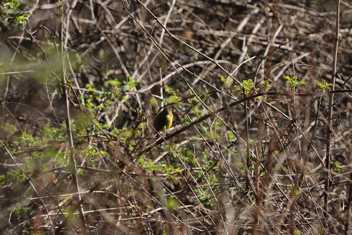 Palm Warbler - ML633674052