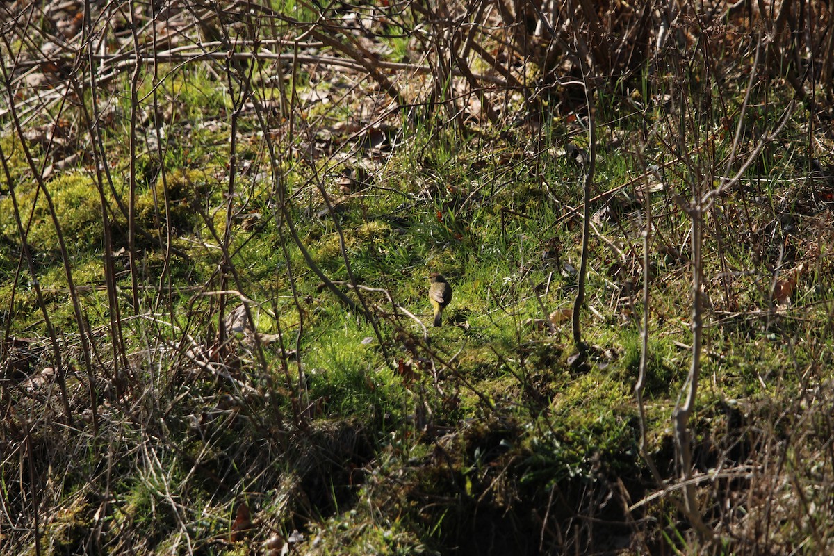 Palm Warbler - ML633674054