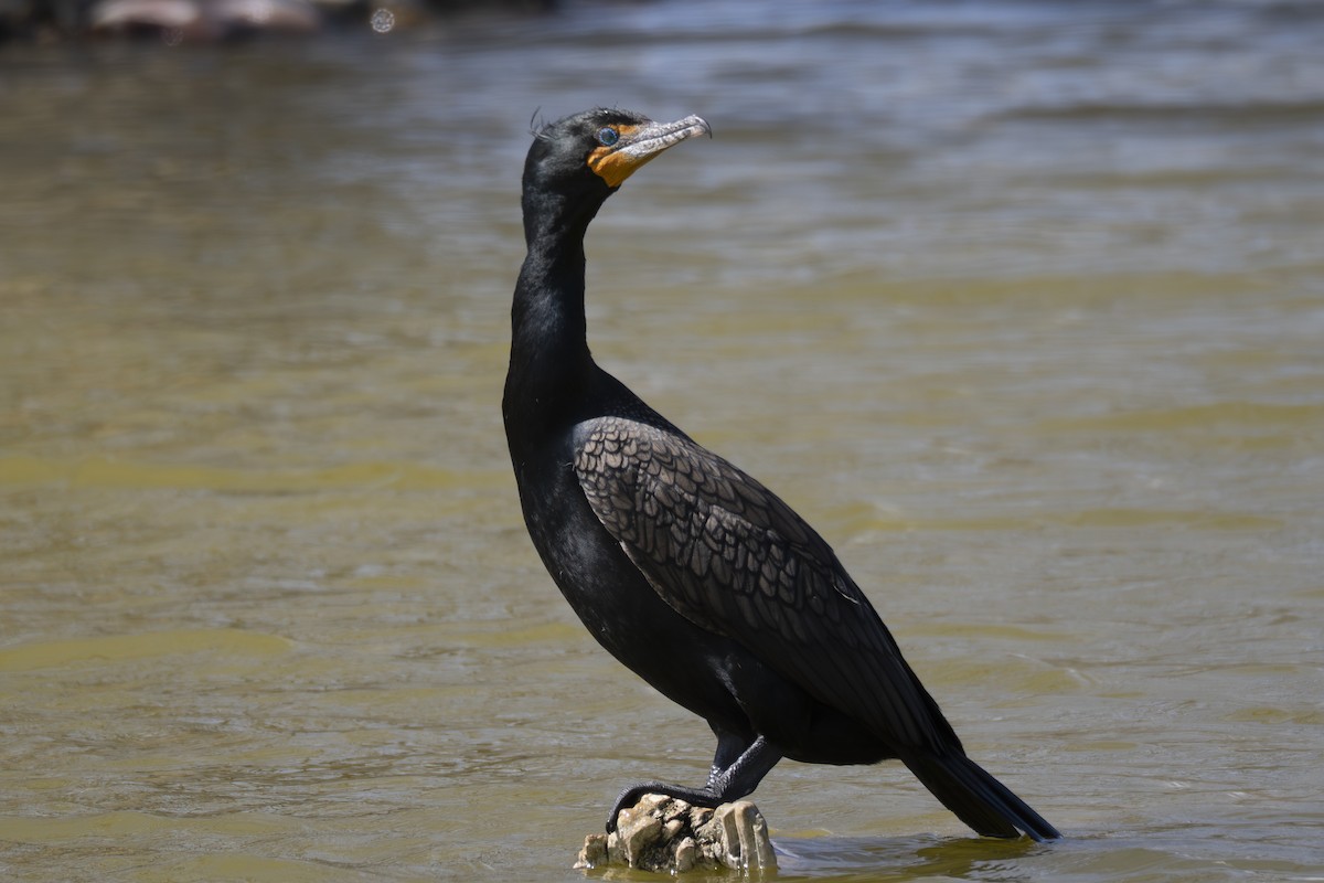 Double-crested Cormorant - ML633674102