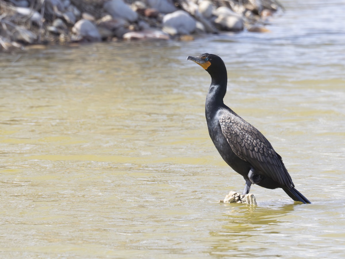 Double-crested Cormorant - ML633674103