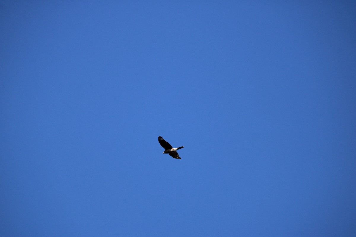 Cooper's Hawk - ML633674121