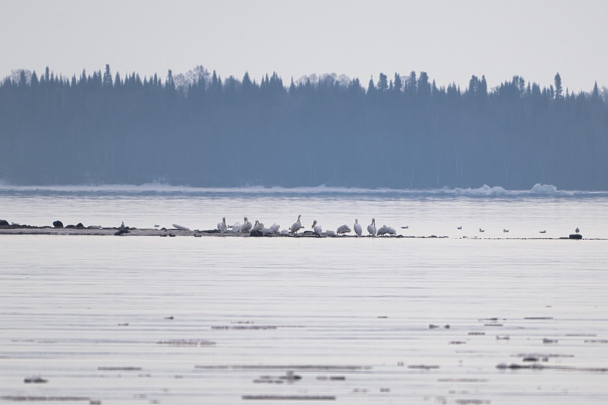 pelikán severoamerický - ML633674134