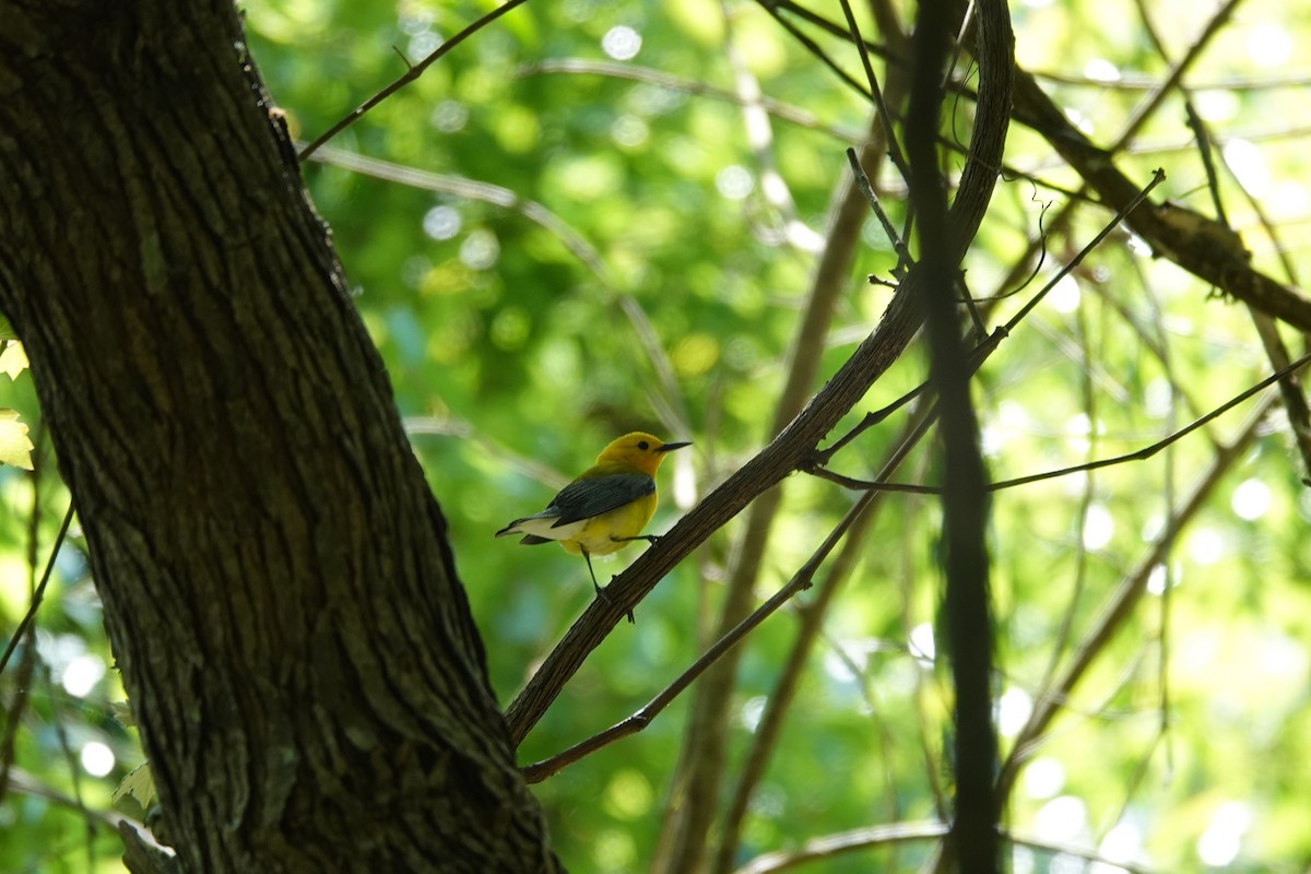 Prothonotary Warbler - ML633674139