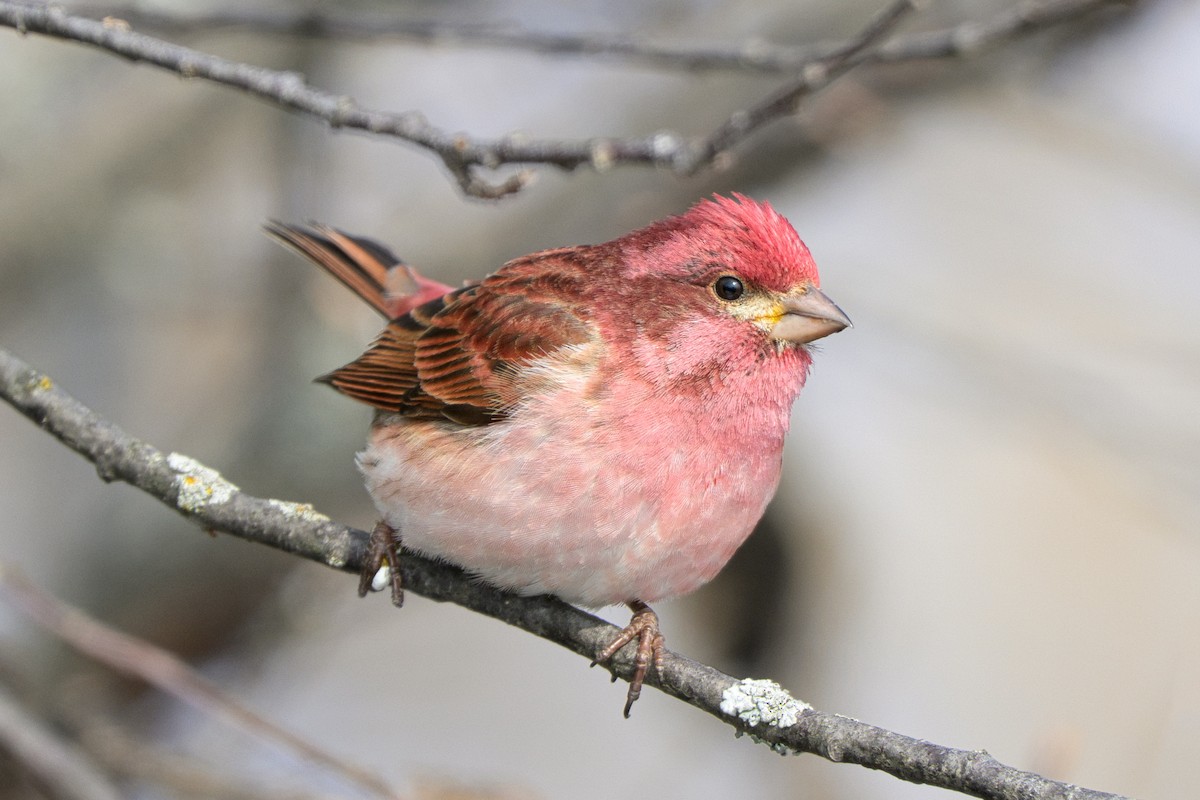 hýl nachový - ML633674165