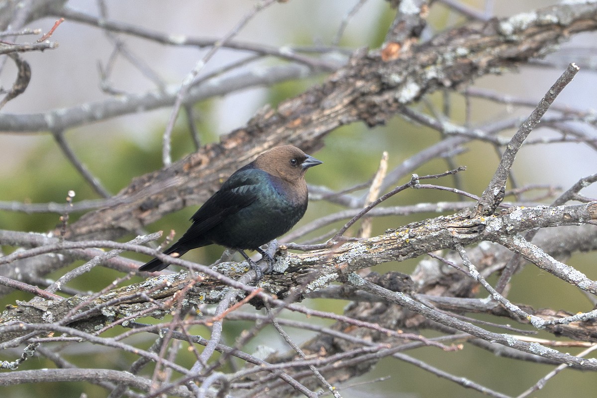 vlhovec hnědohlavý - ML633674292