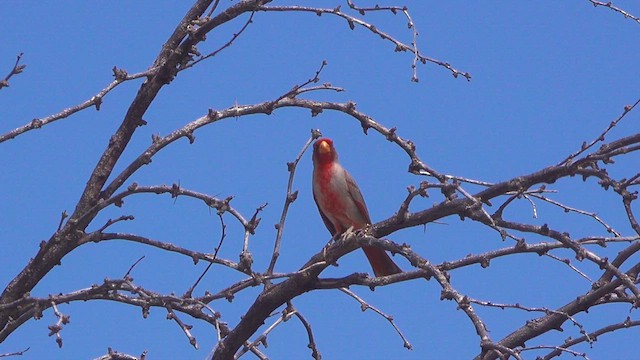 ørkenkardinal - ML633674294