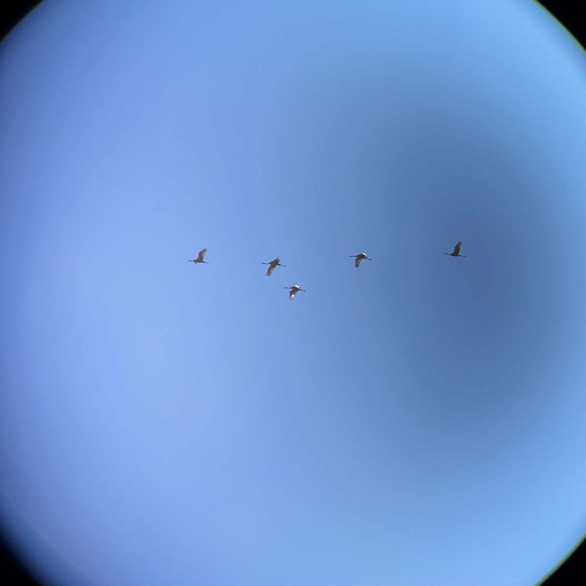 Sandhill Crane - ML633674370