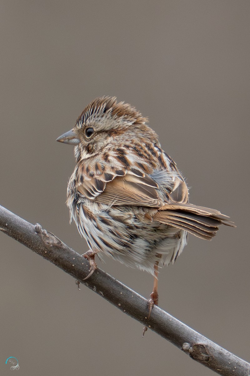 Song Sparrow - ML633674460