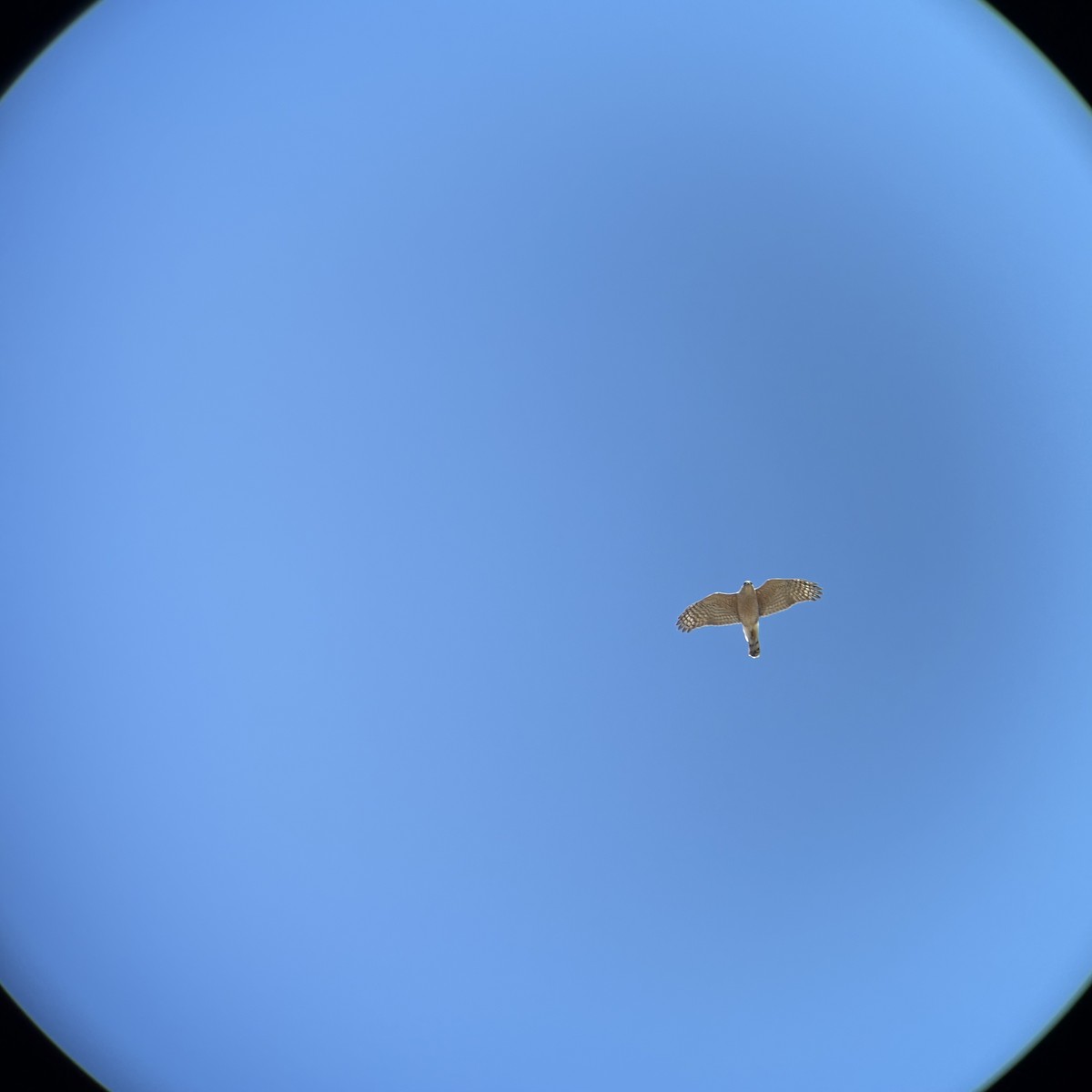 Cooper's Hawk - ML633674510