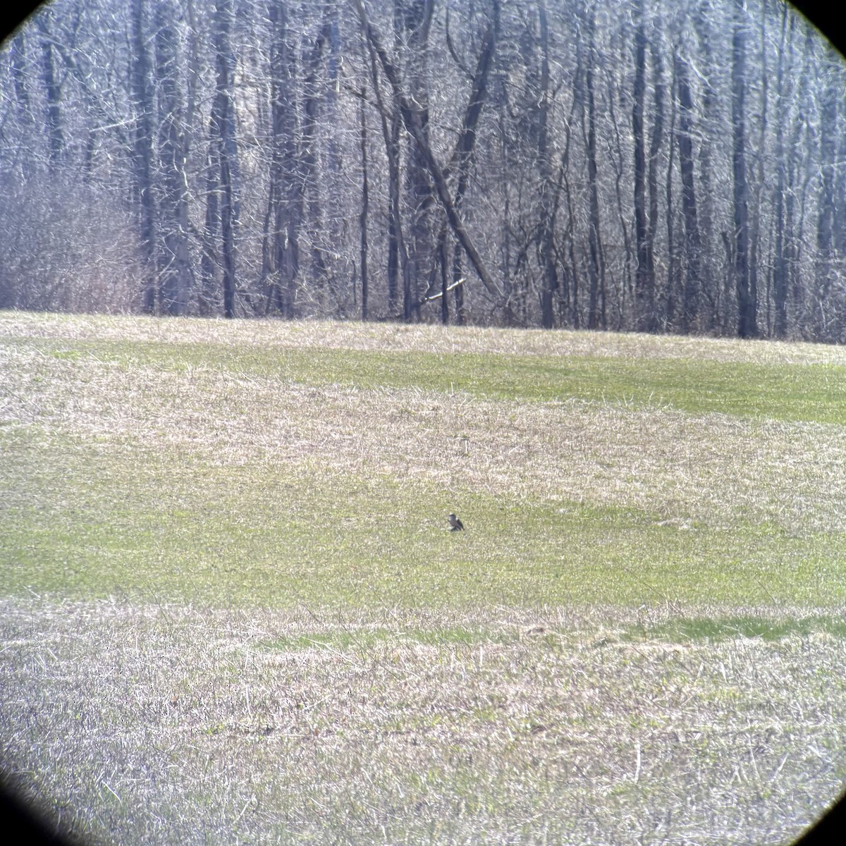 Cooper's Hawk - ML633674511