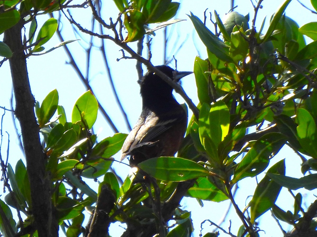 Orchard Oriole - ML633674725