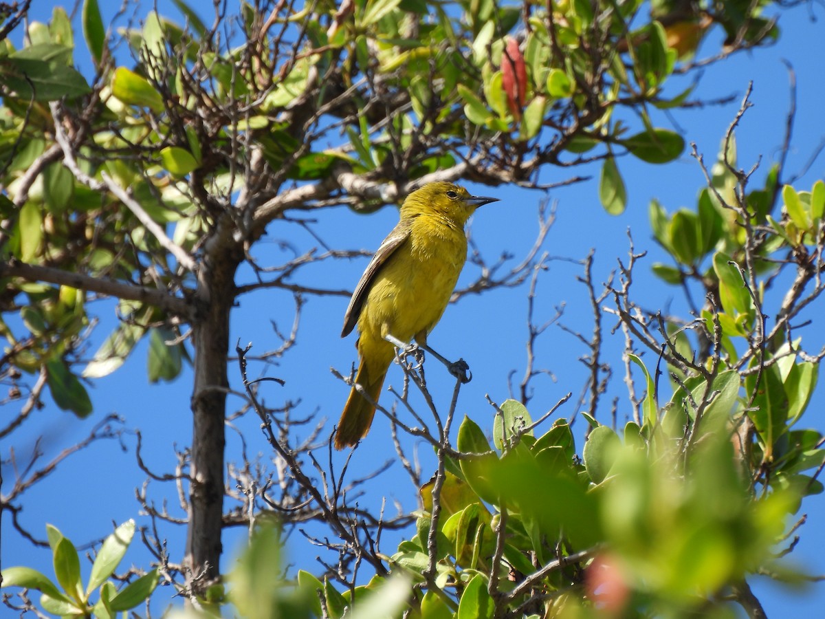 Orchard Oriole - ML633674726