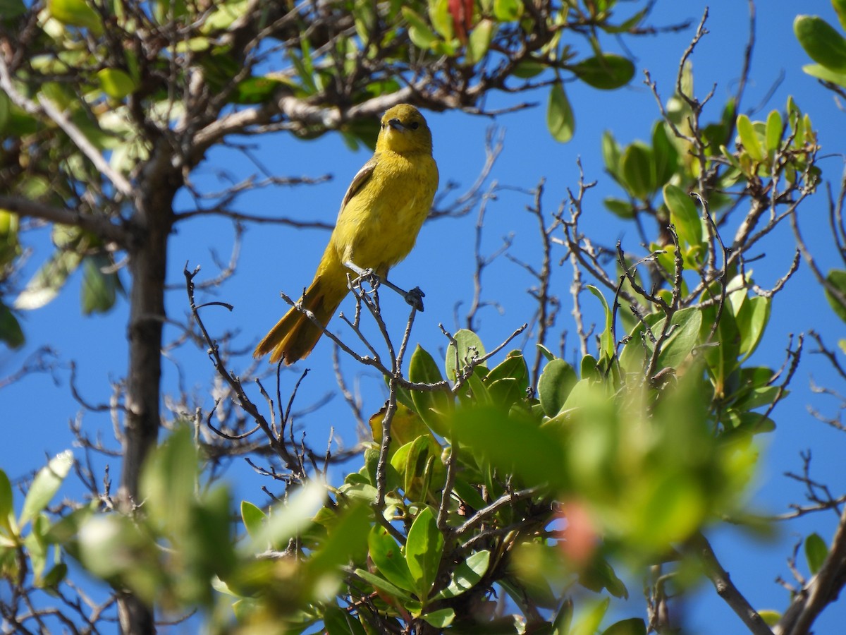 Orchard Oriole - ML633674728