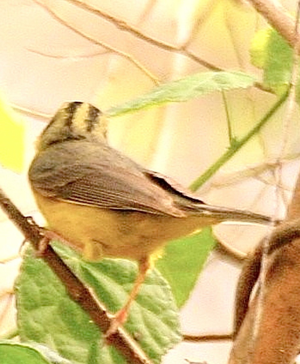 Golden-crowned Warbler - ML633674934