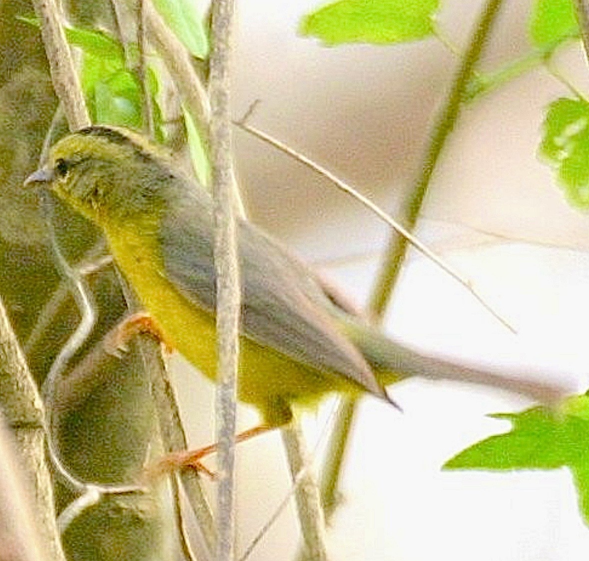 Golden-crowned Warbler - ML633674935