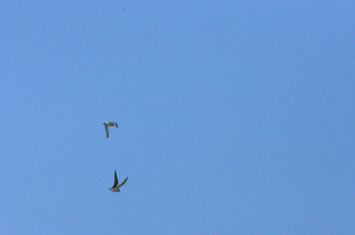 Little Ringed Plover - ML633675012