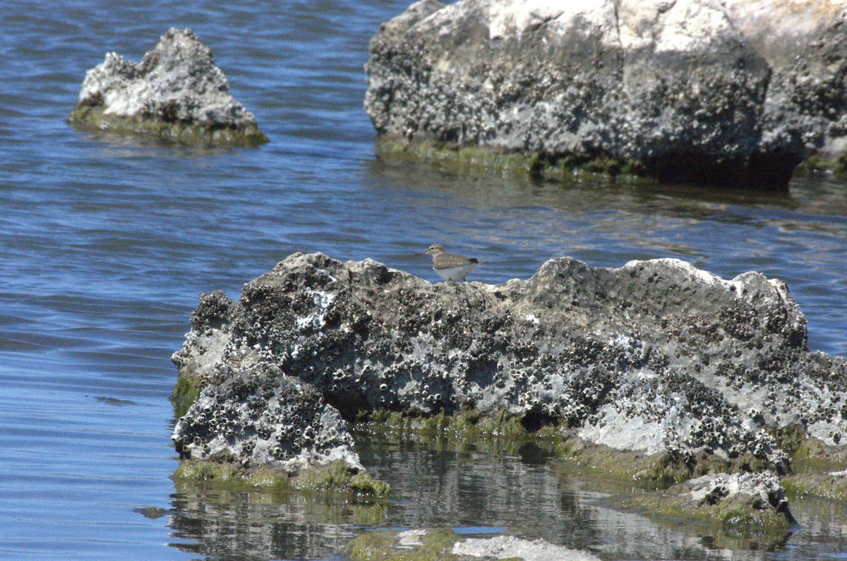 Common Sandpiper - ML633675013