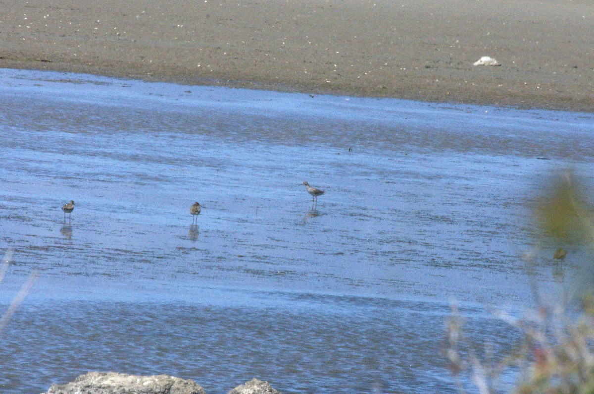 Common Redshank - ML633675018