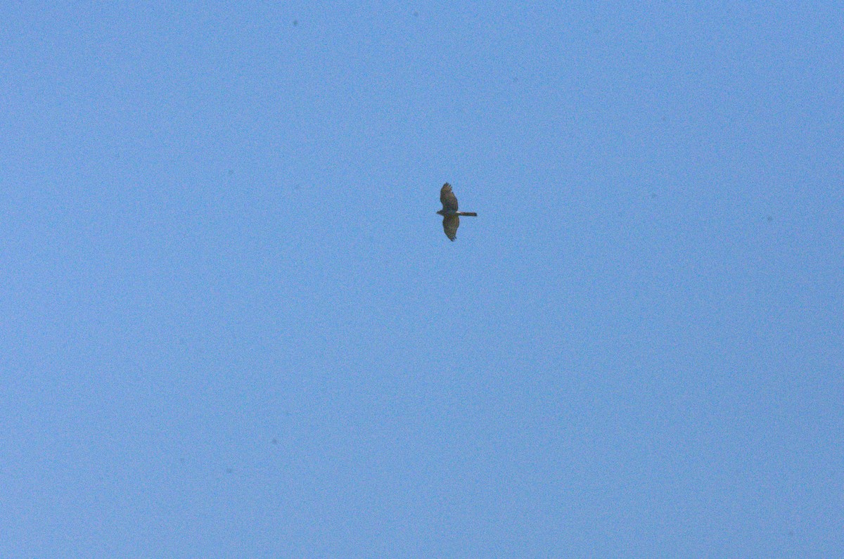 Eurasian Sparrowhawk - ML633675024