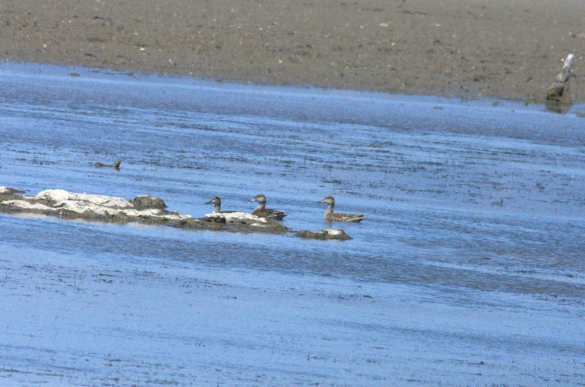 Green-winged Teal - ML633675029