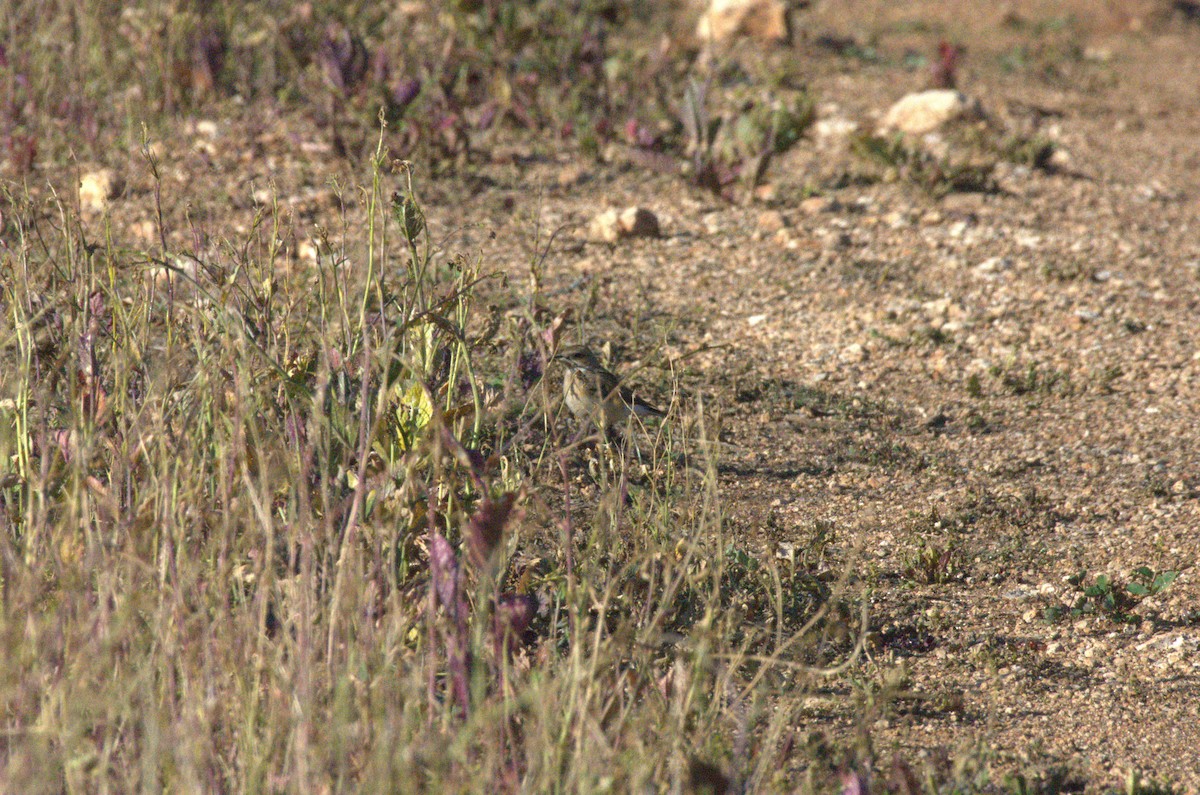 Isabelline Wheatear - ML633675034
