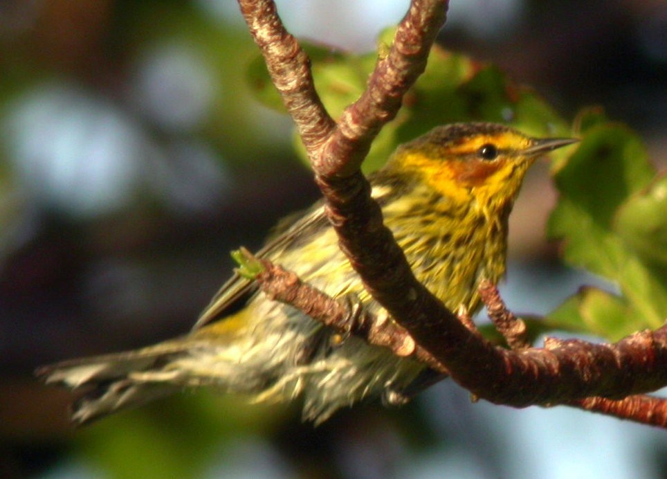 Cape May Warbler - ML633675052