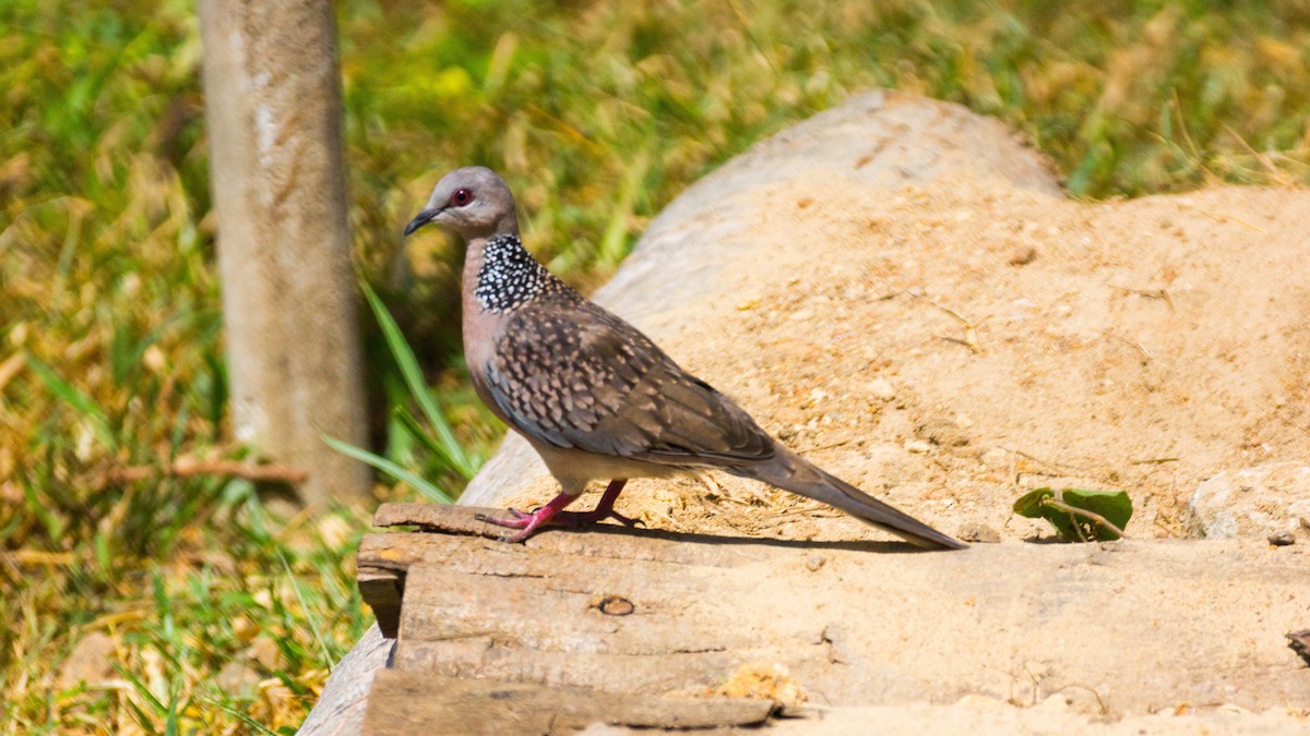 Spotted Dove - ML633675132