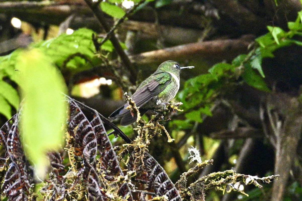 Amethyst-throated Sunangel - ML633675178