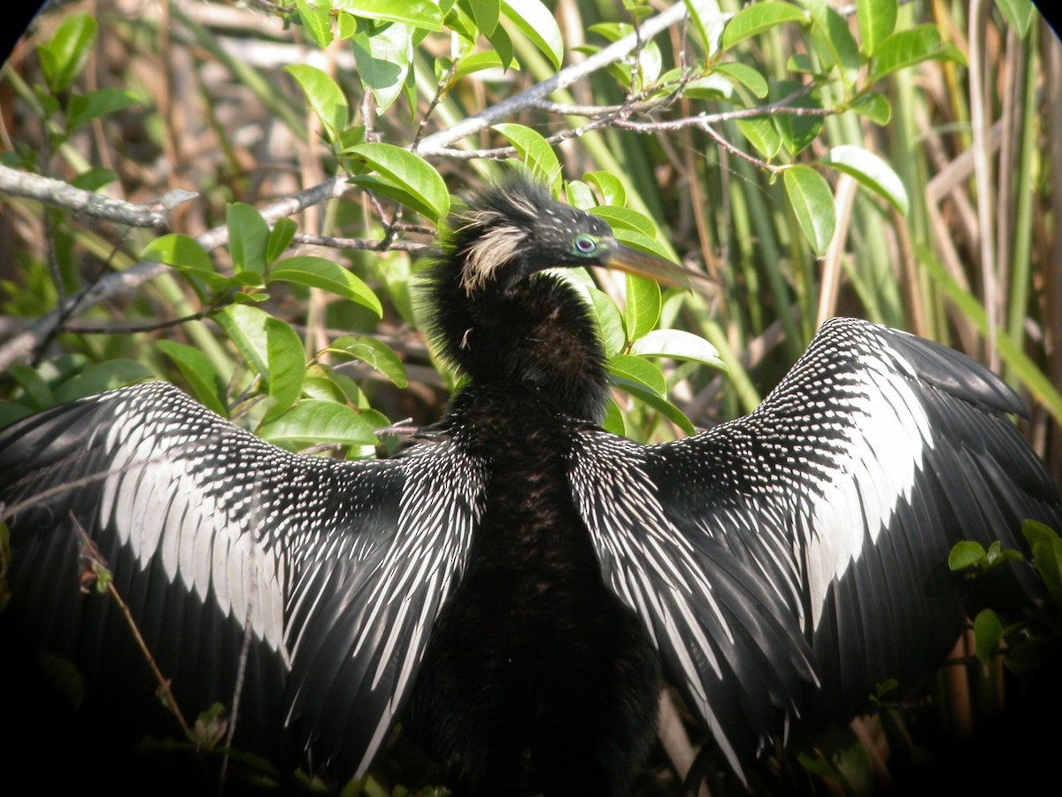 Anhinga - ML633675209